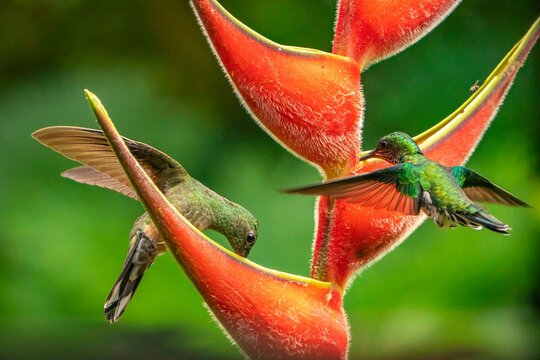 Costa Rica. Hummingbirds feeding at heliconia plant.