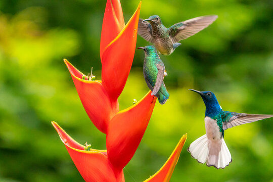 Costa Rica. Hummingbirds feeding at heliconia plant.