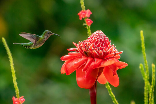 Costa Rica. Female white-necked Jacobin hummingbird at ginger plant.