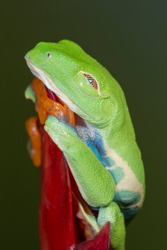 Red-eyed tree frog showing extra eyelid, Agalychnis callidryas, captive, controlled conditions