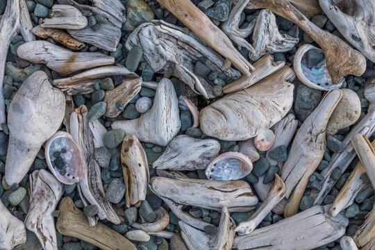 USA, Alaska, Craig. Shore driftwood and abalone shells. 