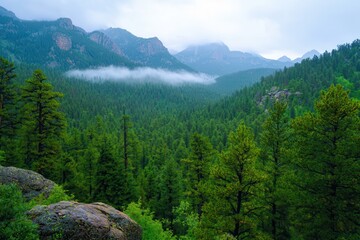 A dark green forest shrouded in fog, obscuring the view of rugged mountains on a cloudy day.






