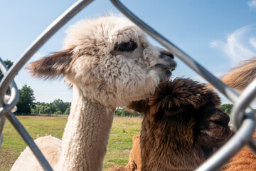White alpaca standing behind a metal fence with another alpaca behind it.