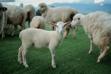 Fototapeta premium A lamb looks directly at the camera, with a flock of sheep in the background.