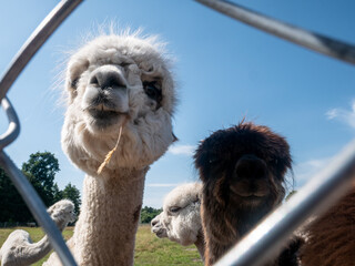 White alpaca standing behind a metal fence with a piece of star coming out of its mouth.