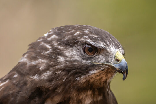 USA, Alaska, Sitka, Alaska Raptor Center. Captive Red-tailed hawk close-up. 