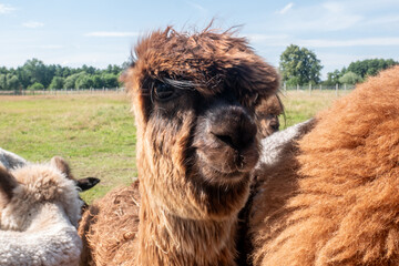 Close up of a dark fawn alpaca facing the camera.