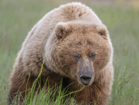 Huge brown bear sow approaches the camera.
