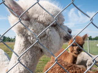 White alpaca standing next to a metal fence with other alpacas in the background.
