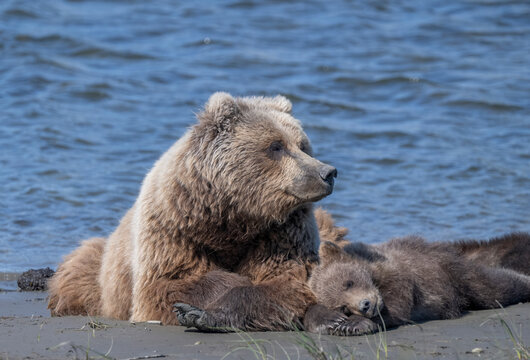 Brown bear mama remains vigilant while her dub snoozes.