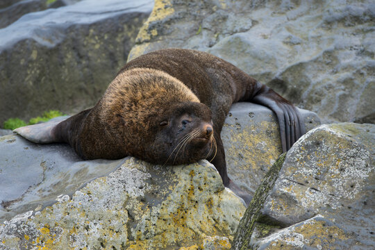 Alaska, Pribilof Islands, Saint Paul, Northern fur seal (Callorhinus ursinus)