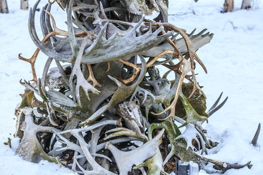 Pile of antlers in snow near Chena River, near Fairbanks, Alaska