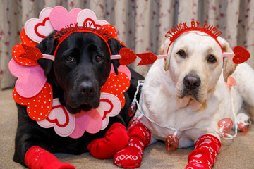 USA, Arizona, Buckeye. Close-up of Labrador retrievers dressed for Valentine's Day. (PR)