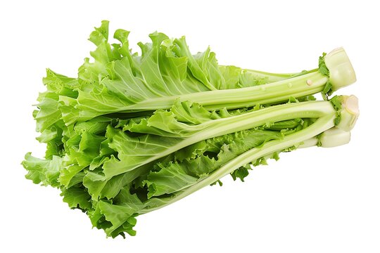 Celtuce isolated on white background.
