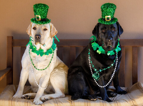 USA, Arizona, Buckeye. Labrador retrievers dressed for St. Patrick's Day. (PR)