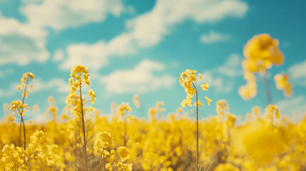Fototapeta premium Vibrant yellow rapeseed flowers bloom across a rural field under a blue summer sky