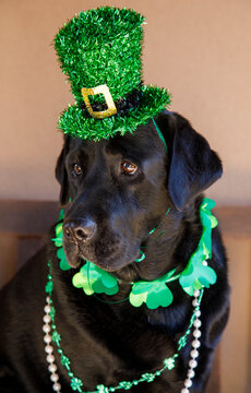 USA, Arizona, Buckeye. Back Labrador retriever dressed for St. Patrick's Day. (PR)