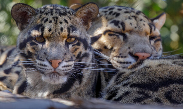 USA, Arizona, Waddell, Wildlife World Zoo. Close-up of captive clouded leopards pair.