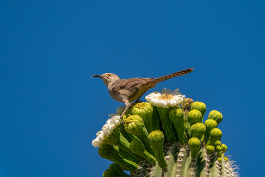 USA, Arizona, Sabino Canyon Recreation Area. Curve-billed thrasher atop saguaro cactus. 