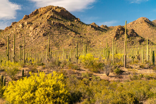 USA, Arizona, Saguaro National Park. Blooming palo verde trees and saguaro cactus forest. 