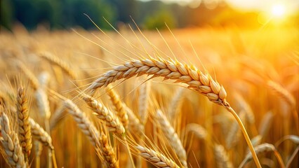 Close-up of a single ear of wheat against a lush agricultural wheat crop field, showcasing the beauty of nature in an organic harvest setting