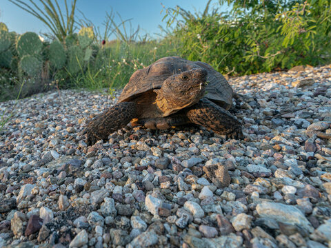 Desert tortoise feeding on fleabane flowers after the summer monsoon rain, Saguaro National Park East, Arizona