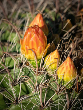 Sonora barrel cactus with flower buds, Saguaro National Park, Arizona