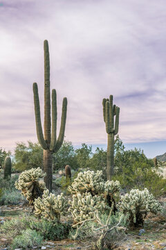 Arizona, Scottsdale. McDowell Sonoran Preserve, Sonoran Desert