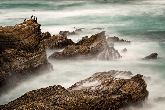 USA, California, Central Coast, Los Osos. Cormorants and coast at Montana de Oro State Park