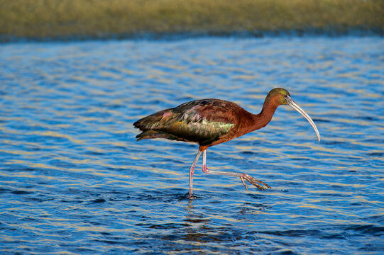 USA, California, Los Angeles. Glossy ibis in breeding plumage. Credit as: Dave Welling / Jaynes Gallery / DanitaDelimont. com