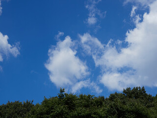 夏の綺麗な青空と緑の森の風景