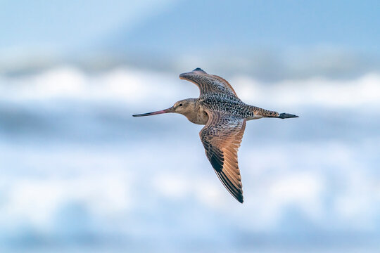 USA, California, Morro Bay. Marbled godwit bird in flight.