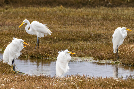 USA, California, Morro Bay. Windblown great egrets and pond.