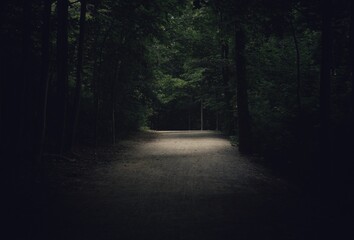 Obraz premium beautiful calm path in the dark forest 