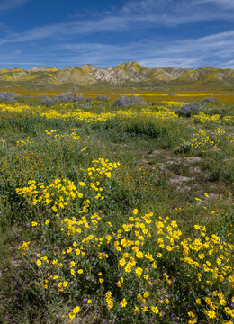 Huge fields of wildflowers cover the Carrizo Plains during a spring super bloom.