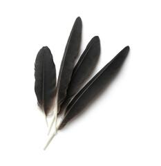 Beautiful black bird feathers isolated on white, top view