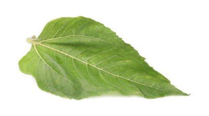 Fototapeta premium One green sunflower leaf isolated on white