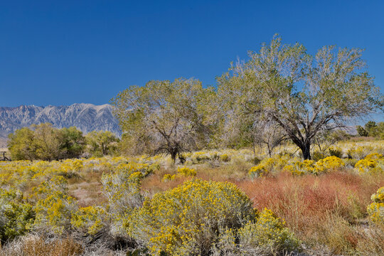 USA, California, Bishop. Bishop Valley with flowering rabbitbrush in autumn and cottonwood trees.