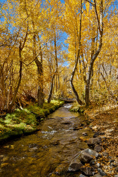 USA, California, McGee Creek. McGee Creek Pack Station and creek flowing through cottonwoods in fall color
