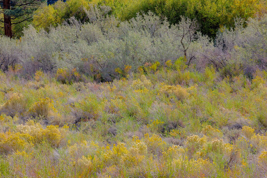 USA, California, Bishop. Bishop Valley with flowering rabbitbrush in autumn along highway
