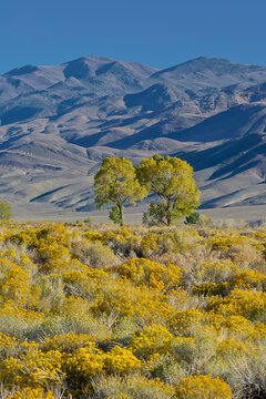 USA, California, Bishop. Bishop Valley with flowering rabbitbrush in autumn and cottonwood trees.