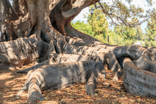 USA, California, Santa Barbara. Moreton Bay fig tree (Ficus Macrophylla). Registered in California Big Trees.