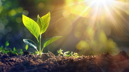 New Life Emerging In The Sunlight