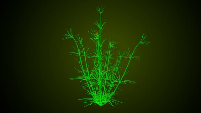 Chara braunii plant anatomy system. 3d illustration