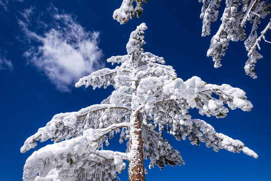 Rime ice on pines in the San Bernardino Mountains. San Bernardino National Forest, California, USA.