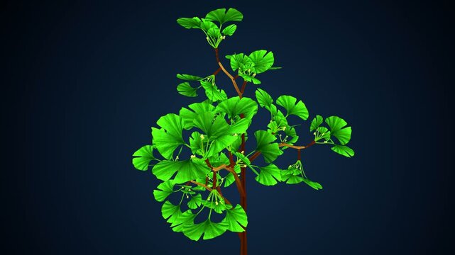 Chara braunii plant anatomy system. 3d illustration