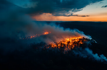 Forest fires, trees burned down, disasters.
