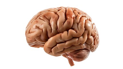 Isolated brain on white background with copy space.
