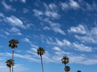 Obraz premium palm trees against blue sky