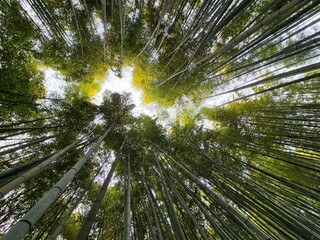 Kyoto Bamboo Forest